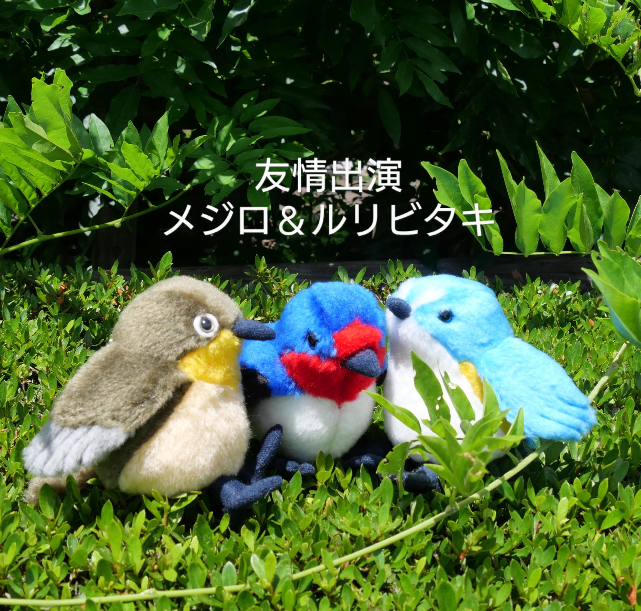 シュッと長いツバメ(1.5ヶ月以内で発送) | 10枚目