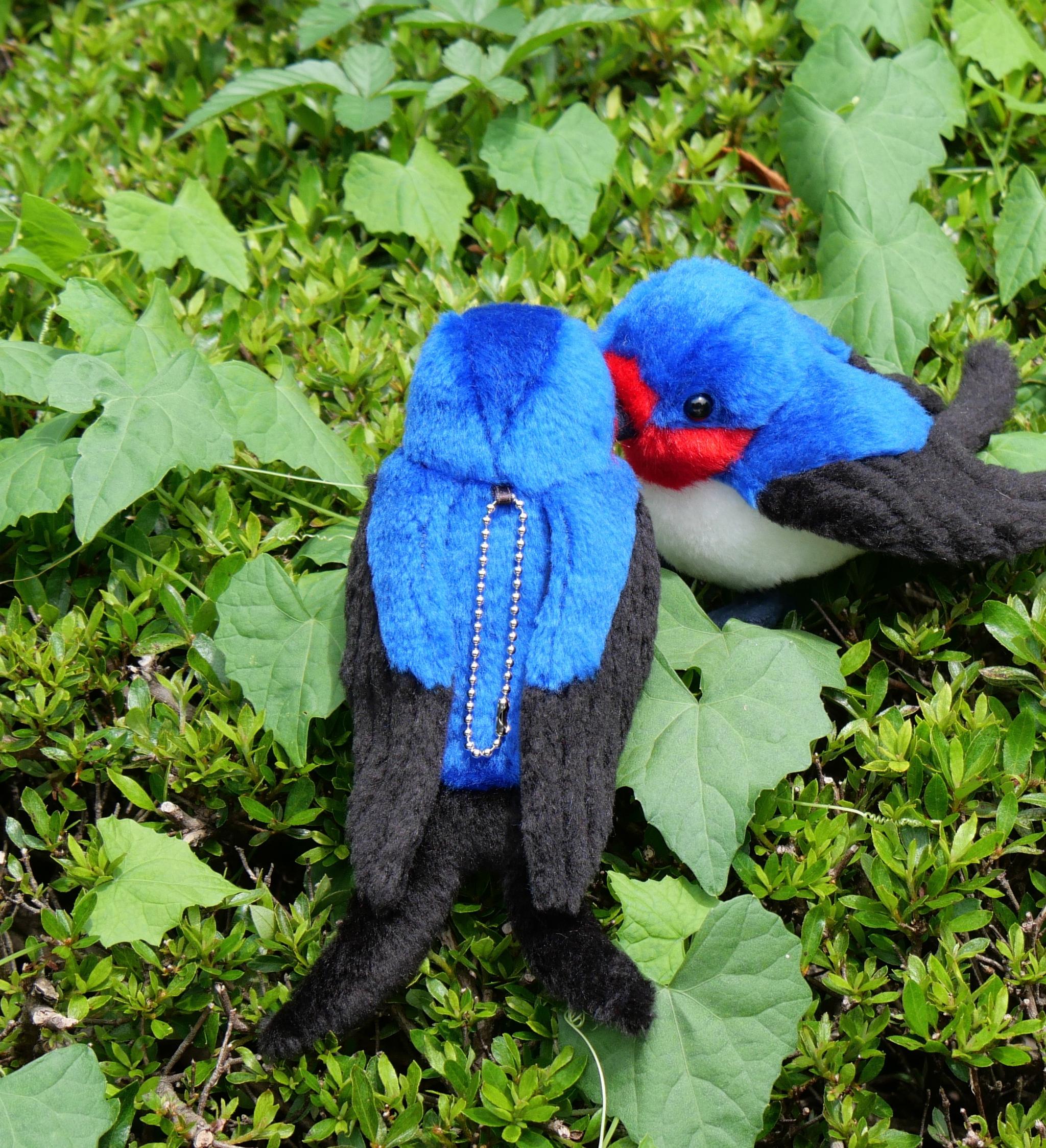 シュッと長いツバメ(1.5ヶ月以内で発送) | 11枚目