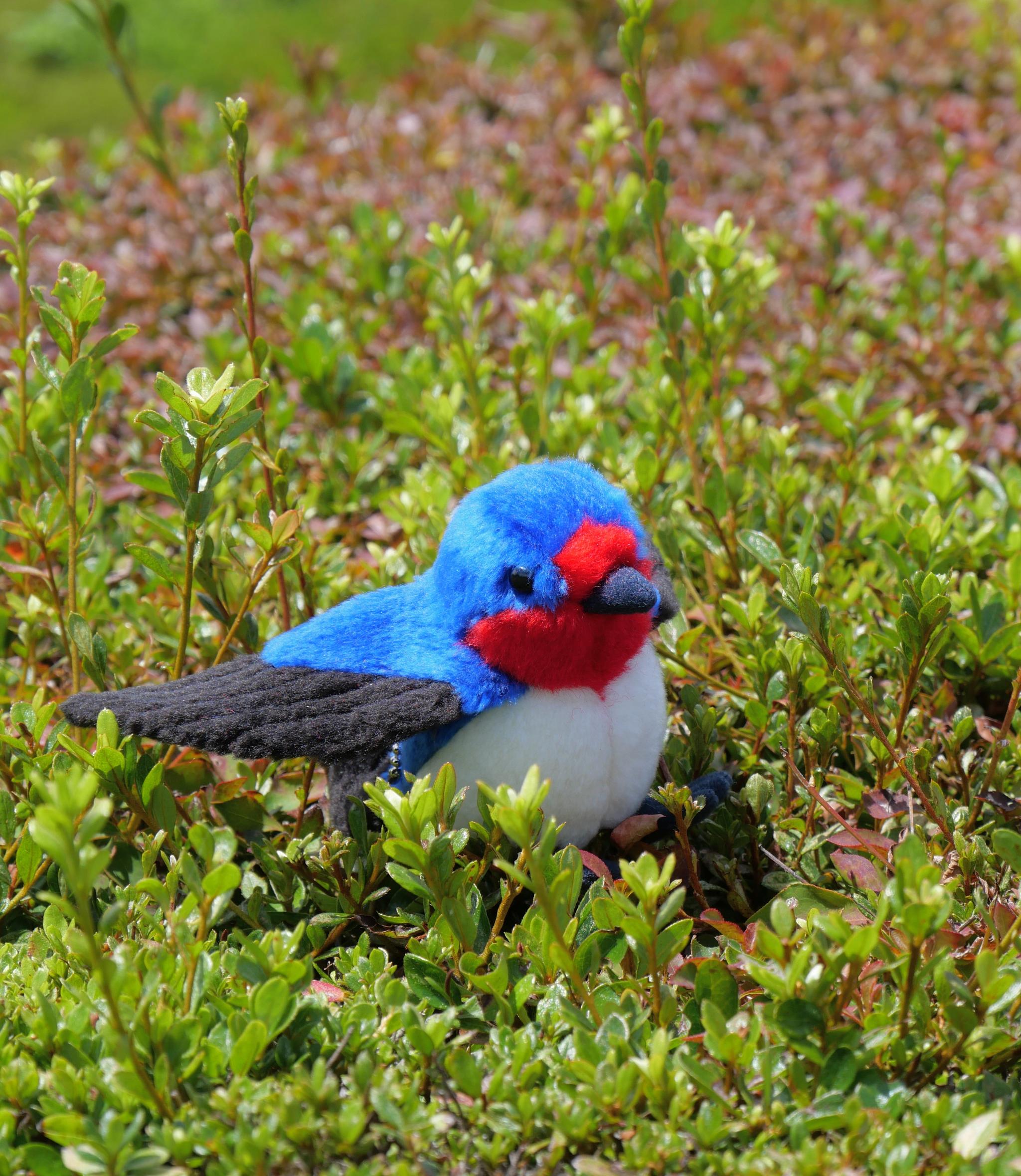 シュッと長いツバメ(1.5ヶ月以内で発送) | 6枚目