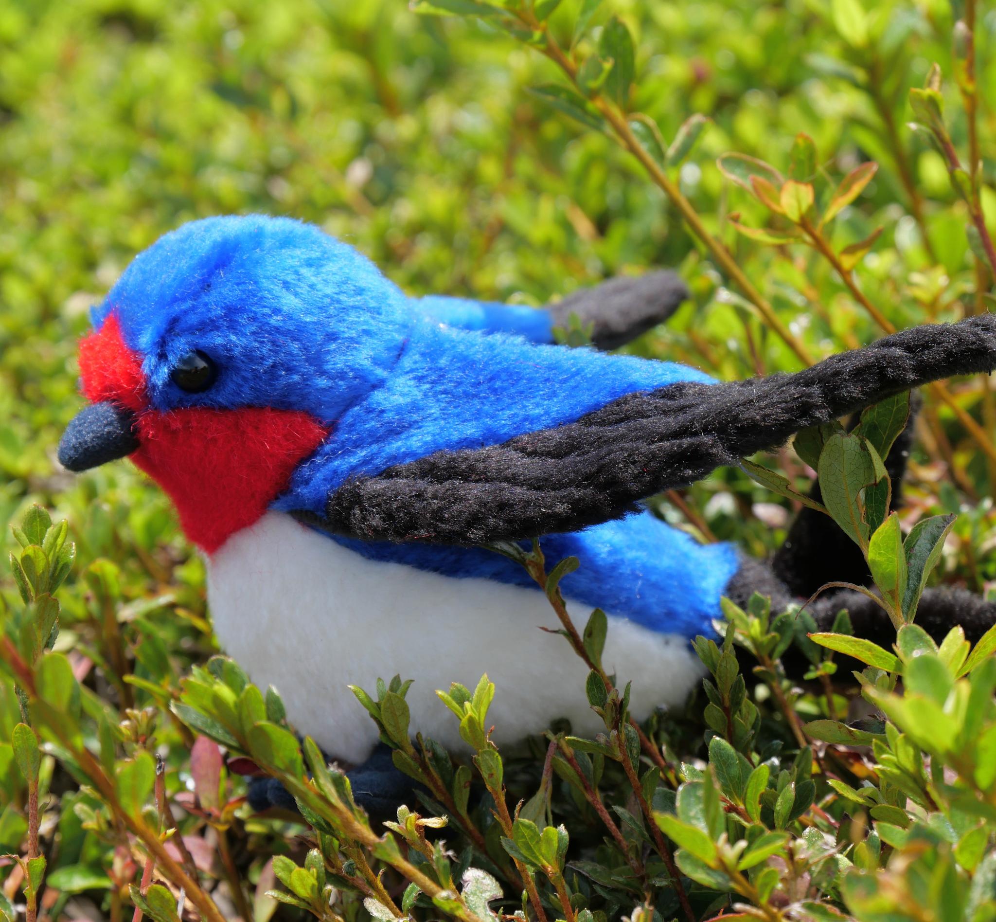 シュッと長いツバメ(1.5ヶ月以内で発送) | 8枚目