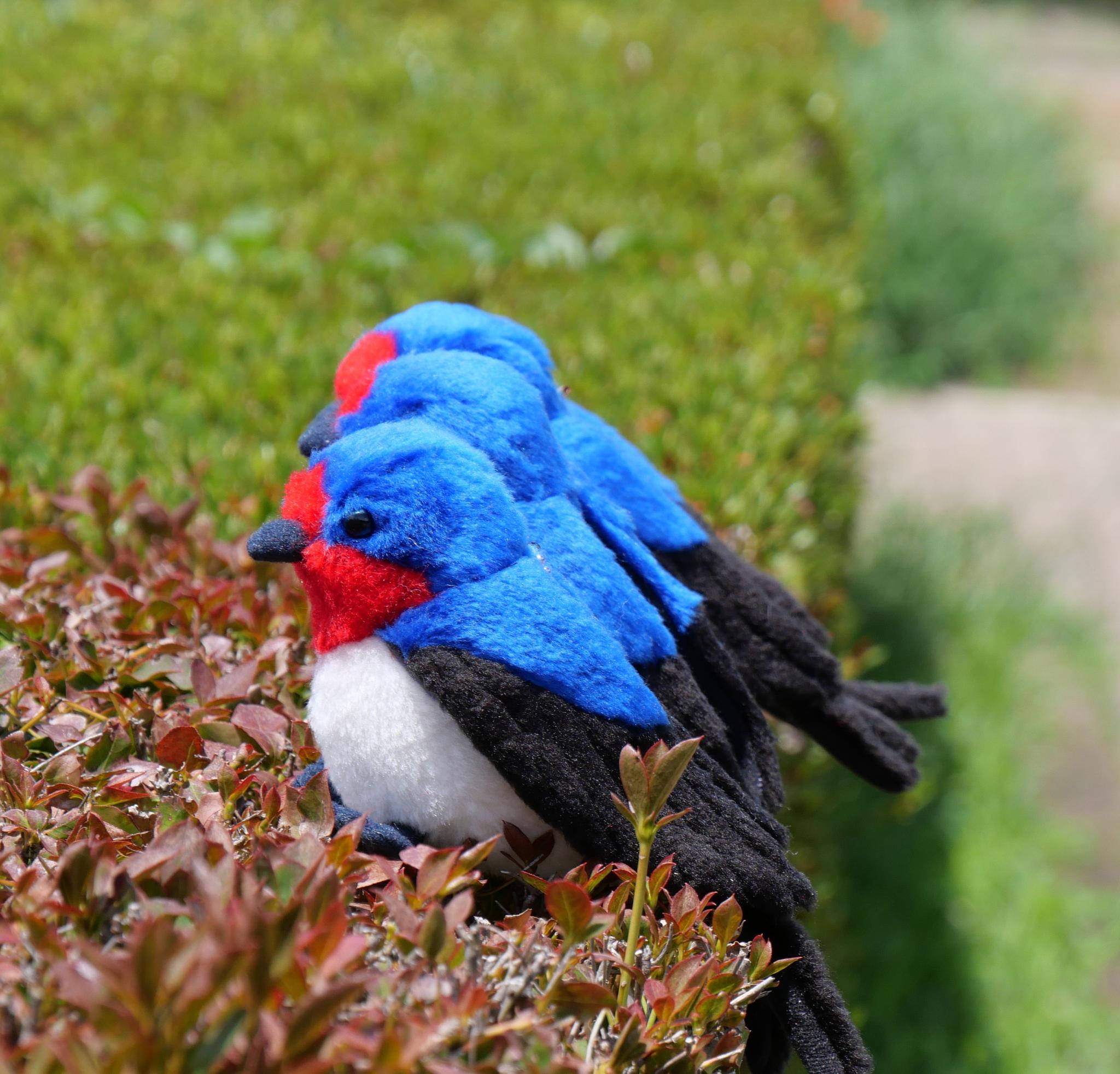 シュッと長いツバメ(1.5ヶ月以内で発送) | 9枚目